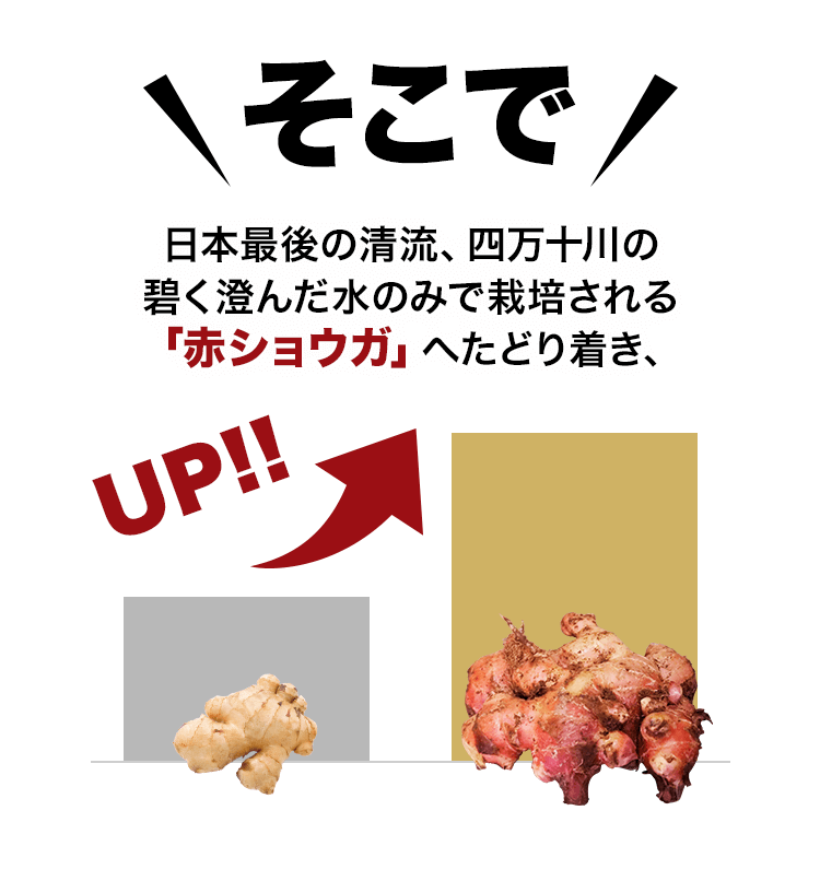 そこで日本最後の清流、四万十川の碧く澄んだ水のみで栽培される「赤ショウガ」へたどり着き、